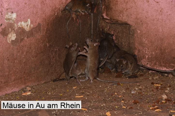 Mäuse in Au am Rhein